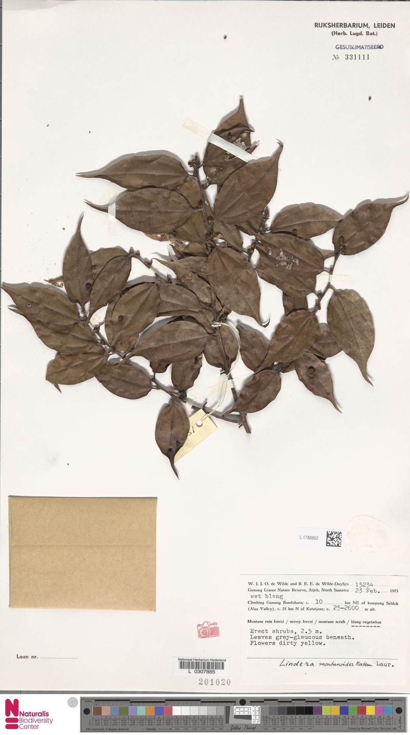Lindera montanoides photo 5