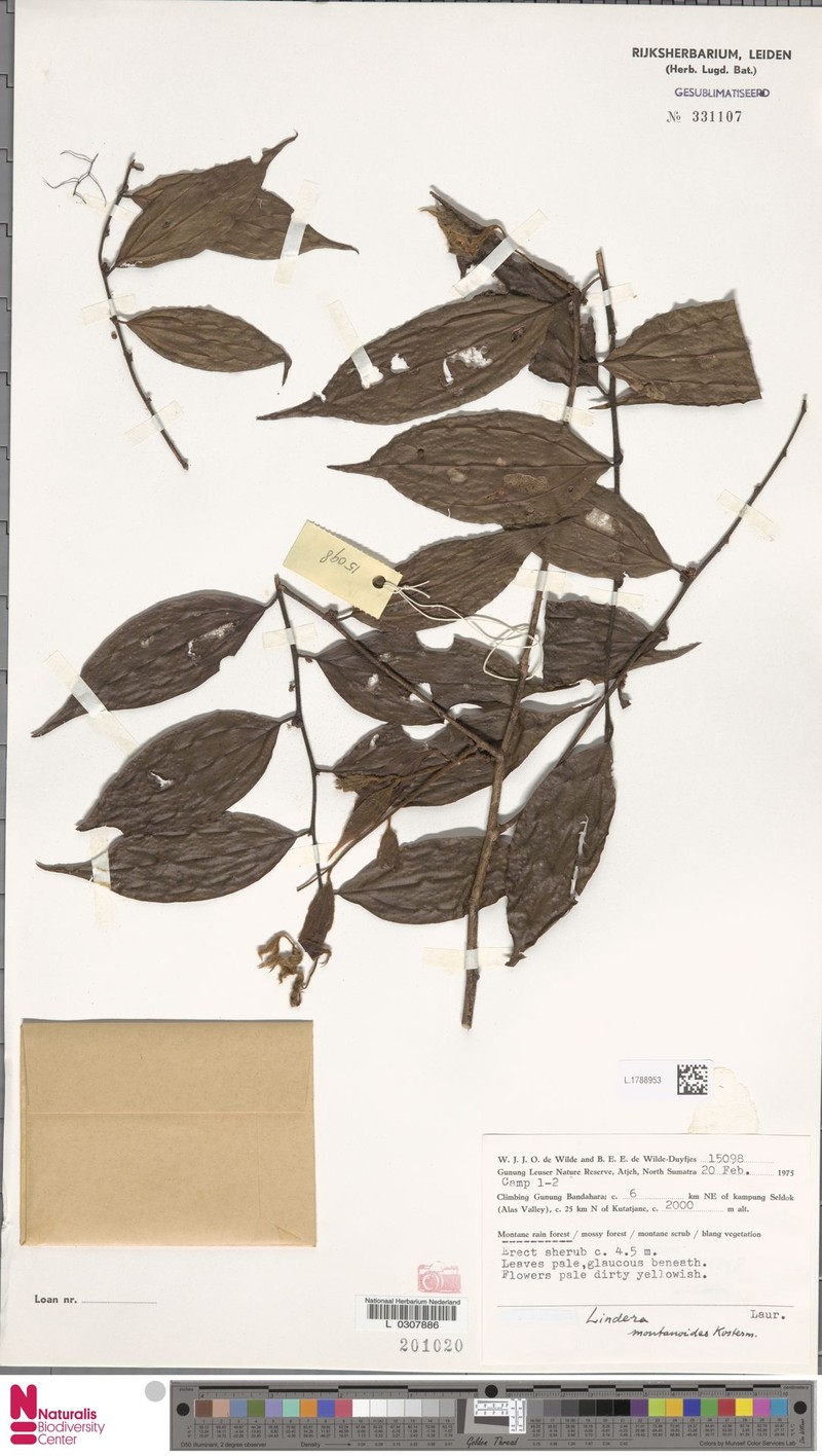 Lindera montanoides photo 6