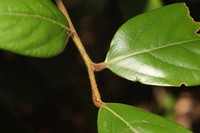 Lindera nacusua