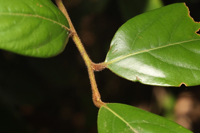 Lindera nacusua