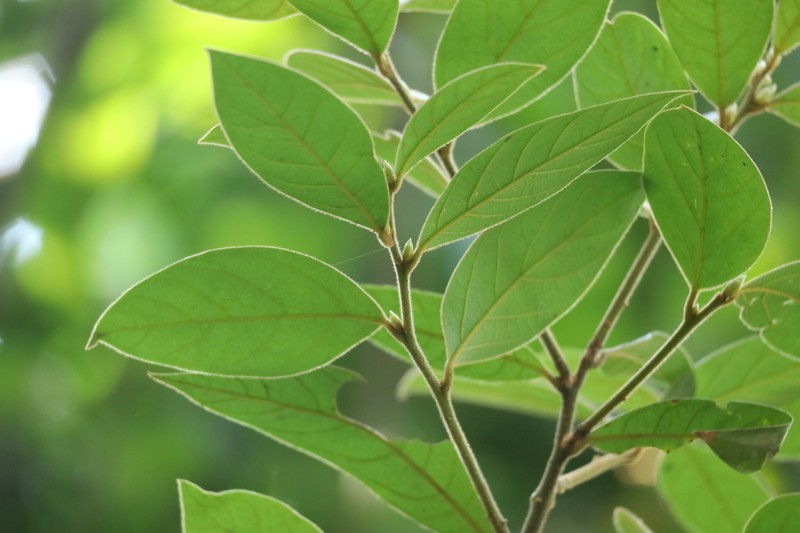Lindera nacusua photo 2