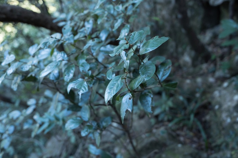 Lindera nacusua photo 3