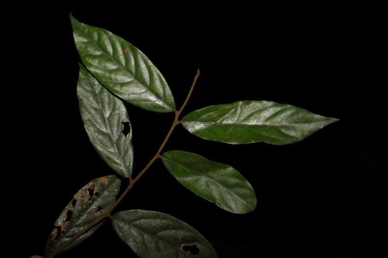 Lindera nacusua photo 4