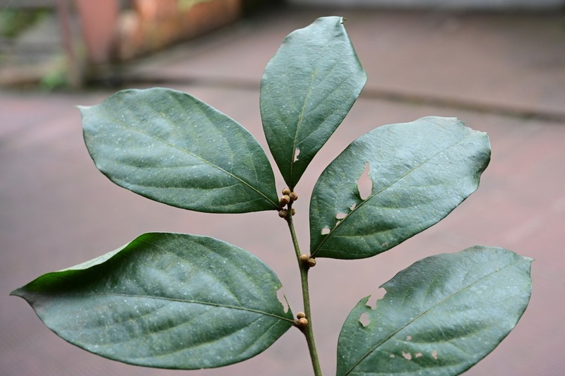 Lindera nacusua photo 5
