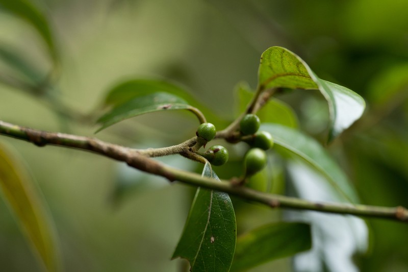Lindera nacusua photo 6