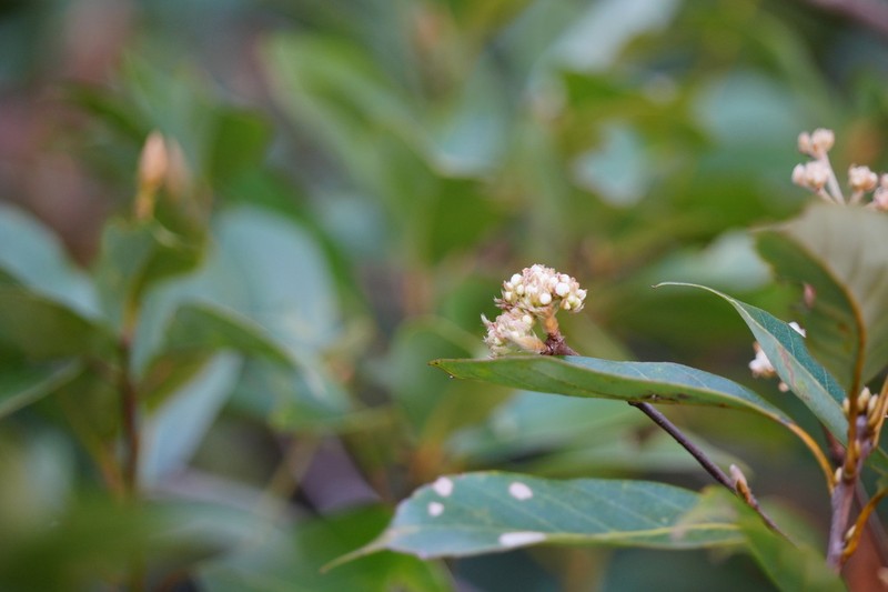 Lindera nacusua photo 8