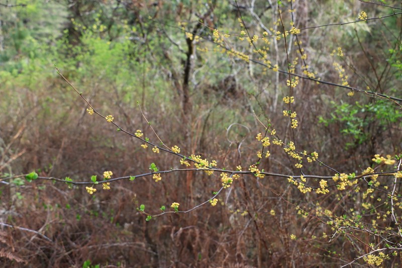 Lindera neesiana