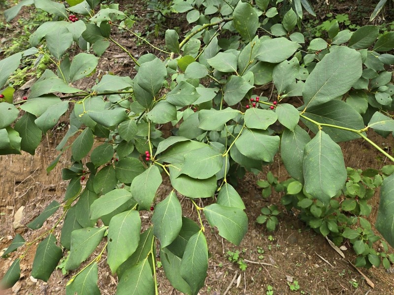 Lindera neesiana photo 3