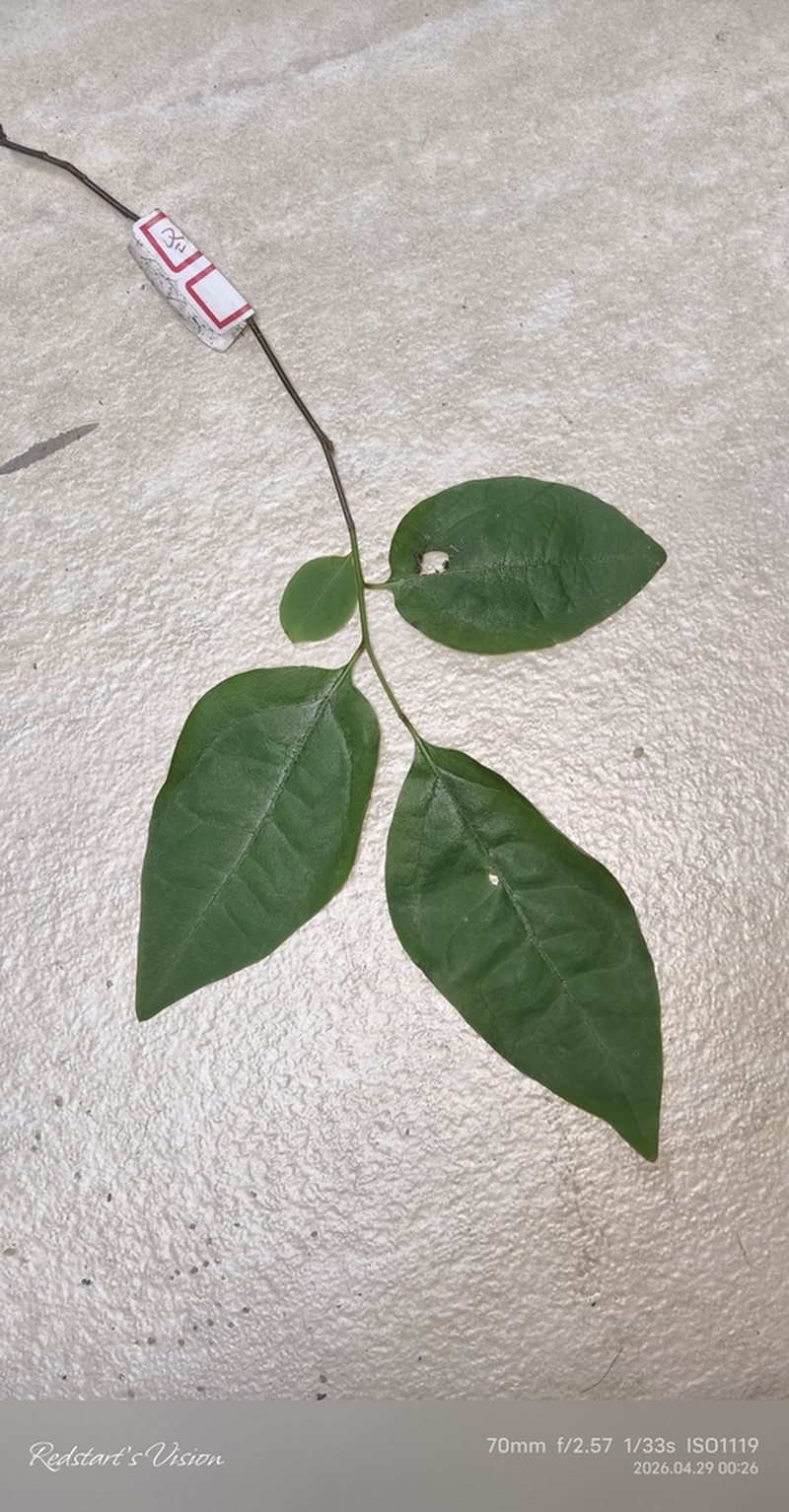 Lindera neesiana photo 5