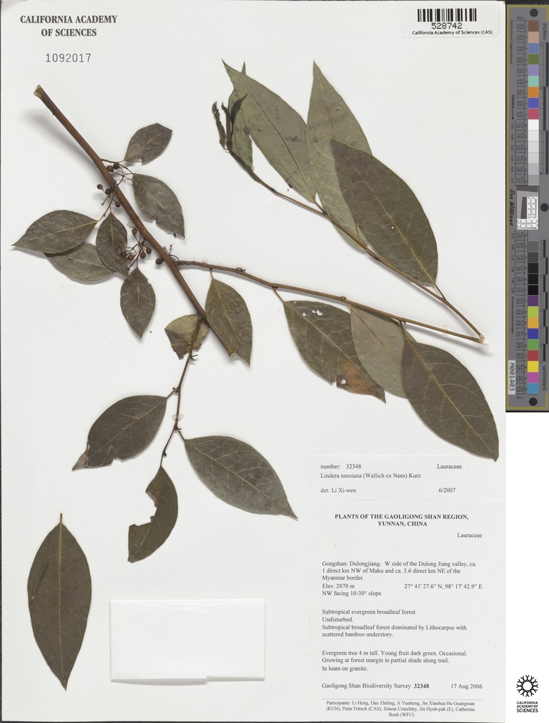 Lindera neesiana photo 6
