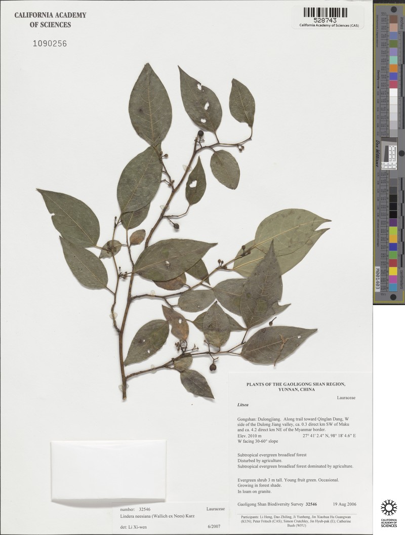 Lindera neesiana photo 7