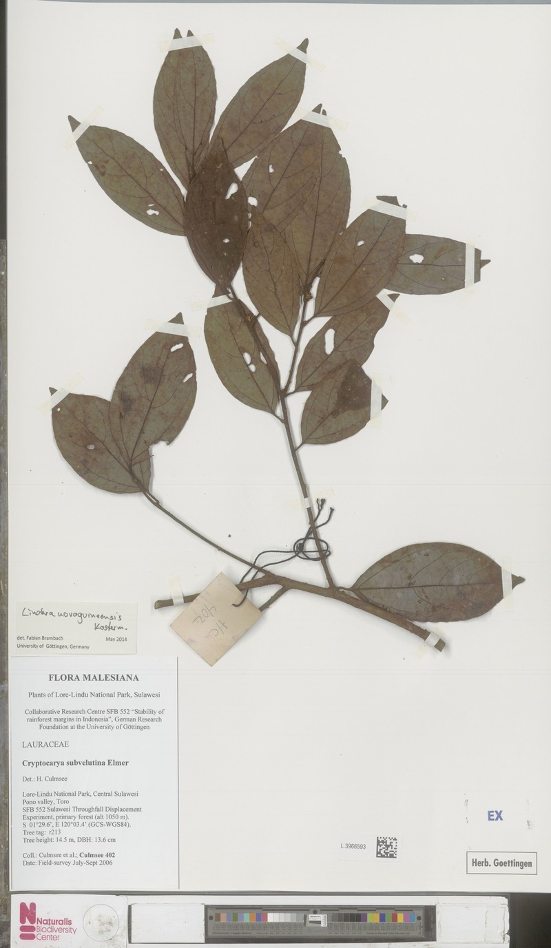 Lindera novoguineensis