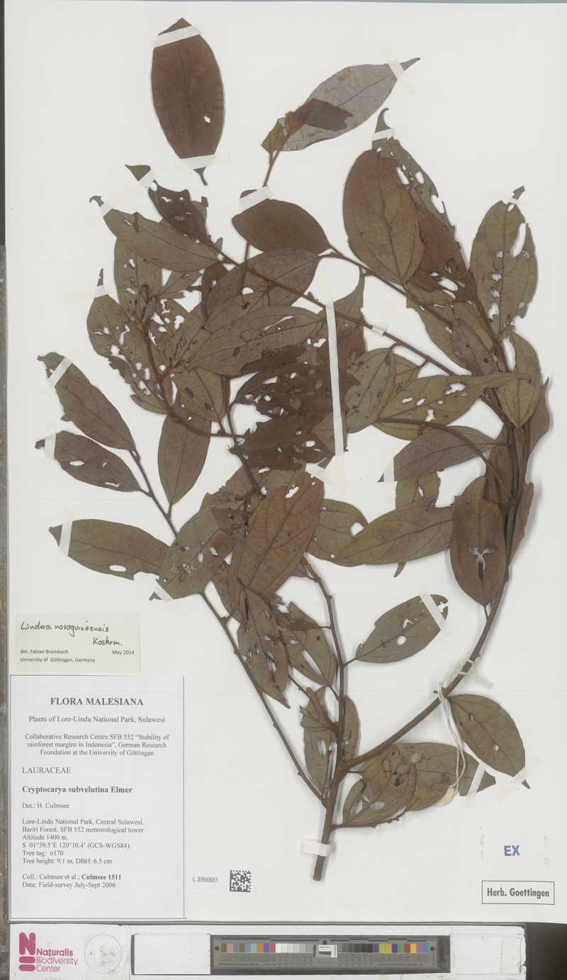 Lindera novoguineensis photo 2