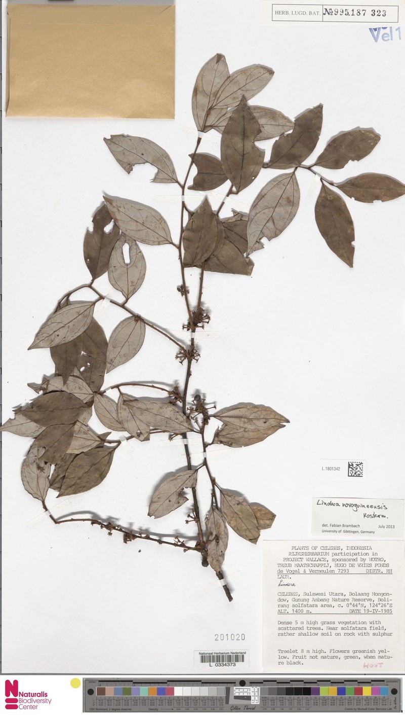 Lindera novoguineensis photo 3