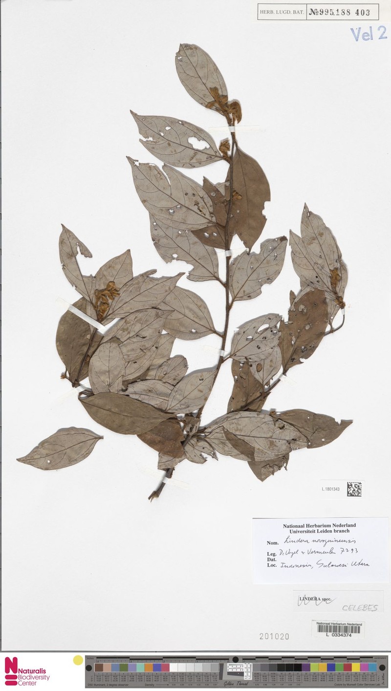 Lindera novoguineensis photo 4