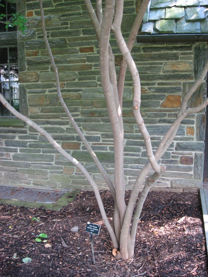 Lindera obtusiloba photo 2