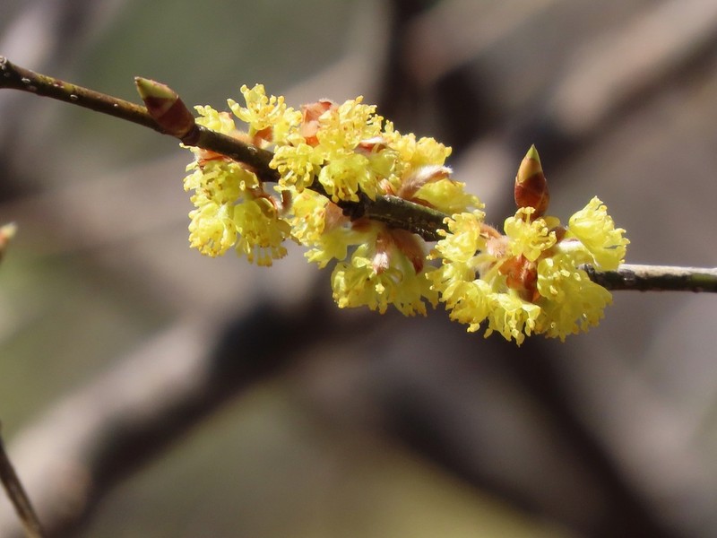 Lindera obtusiloba photo 3