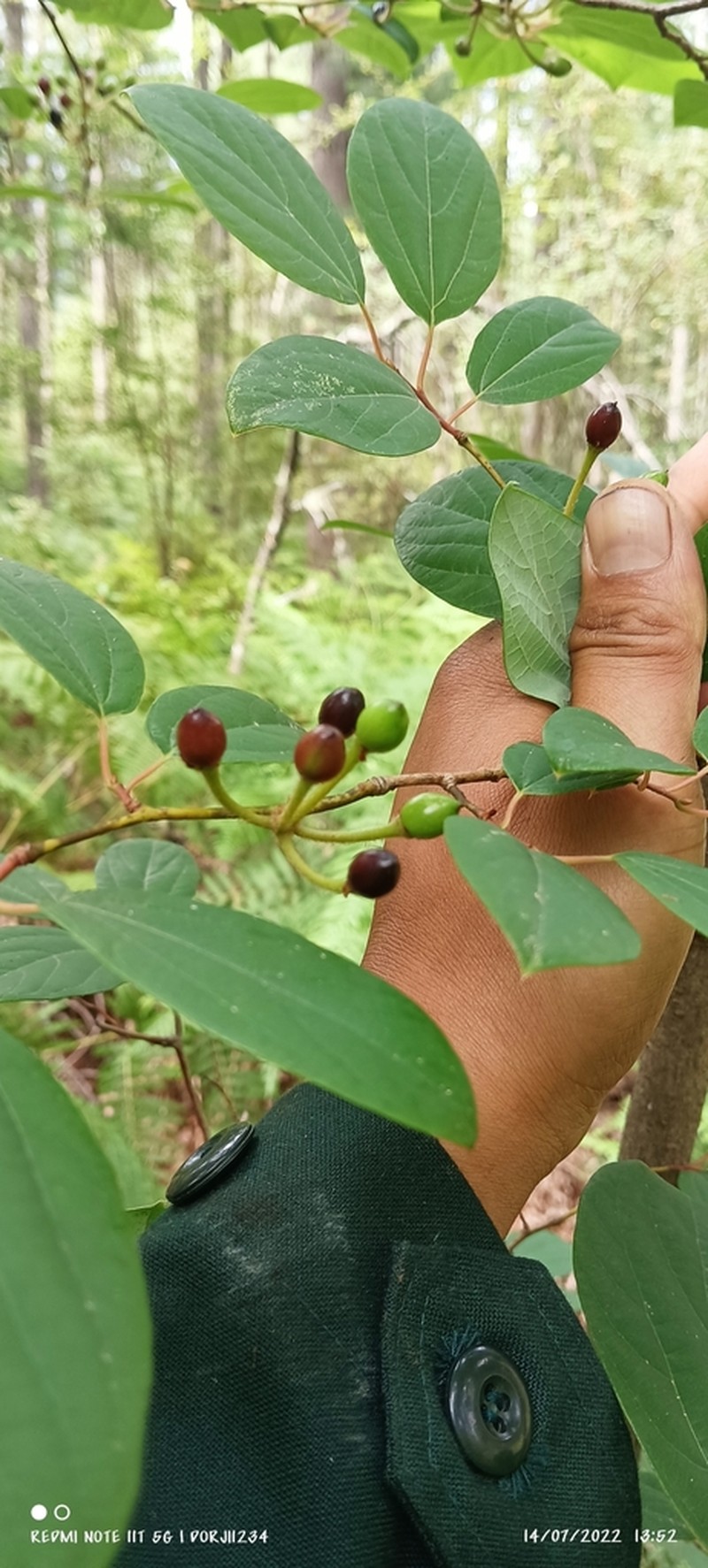 Lindera obtusiloba photo 5