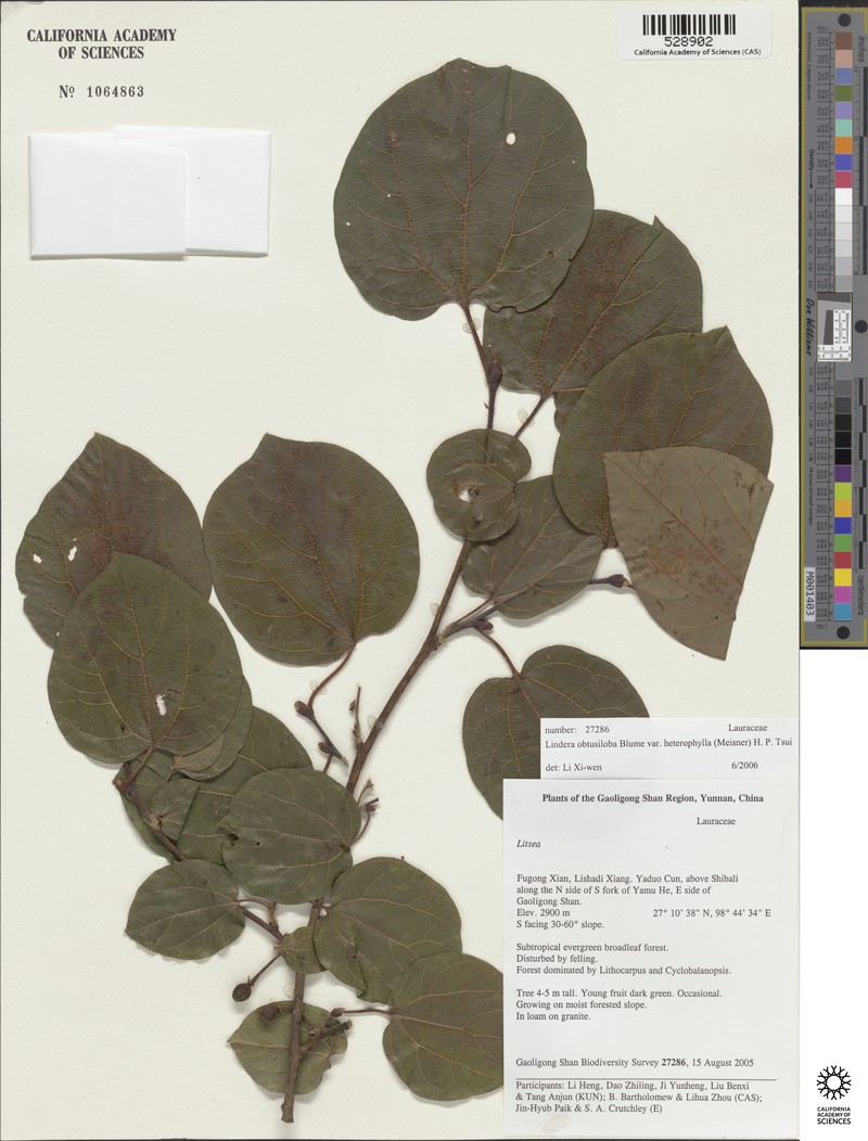 Lindera obtusiloba var. heterophylla