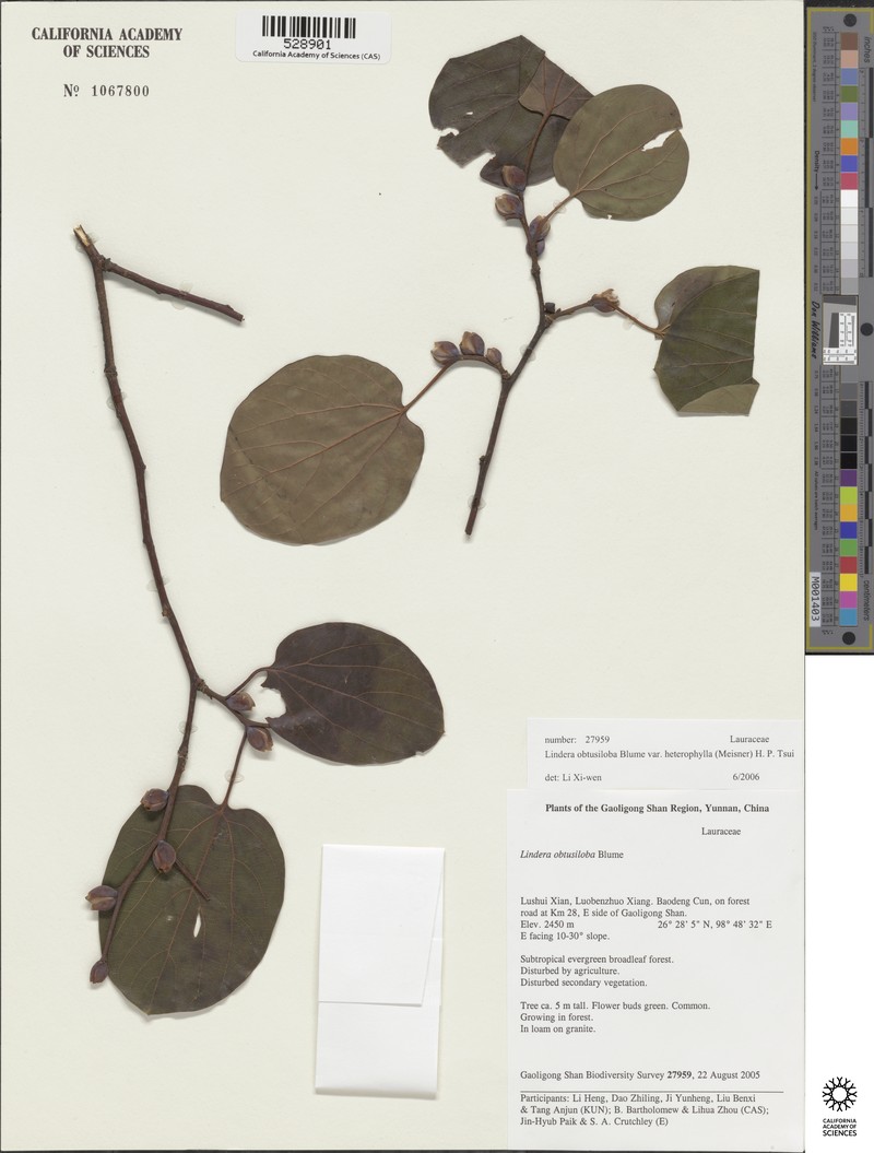 Lindera obtusiloba var. heterophylla photo 2