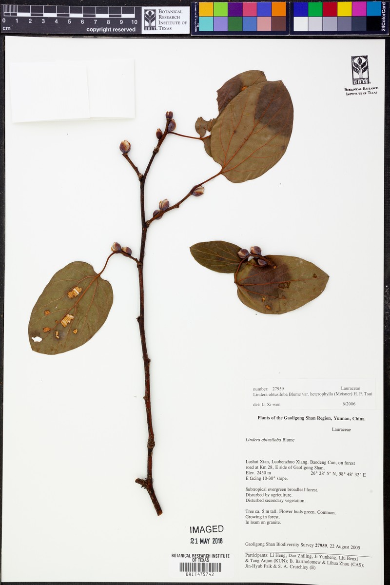 Lindera obtusiloba var. heterophylla photo 3