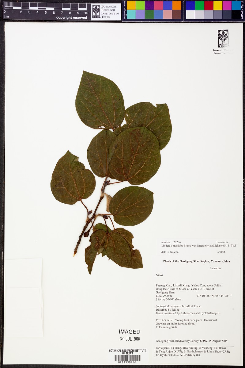Lindera obtusiloba var. heterophylla photo 4