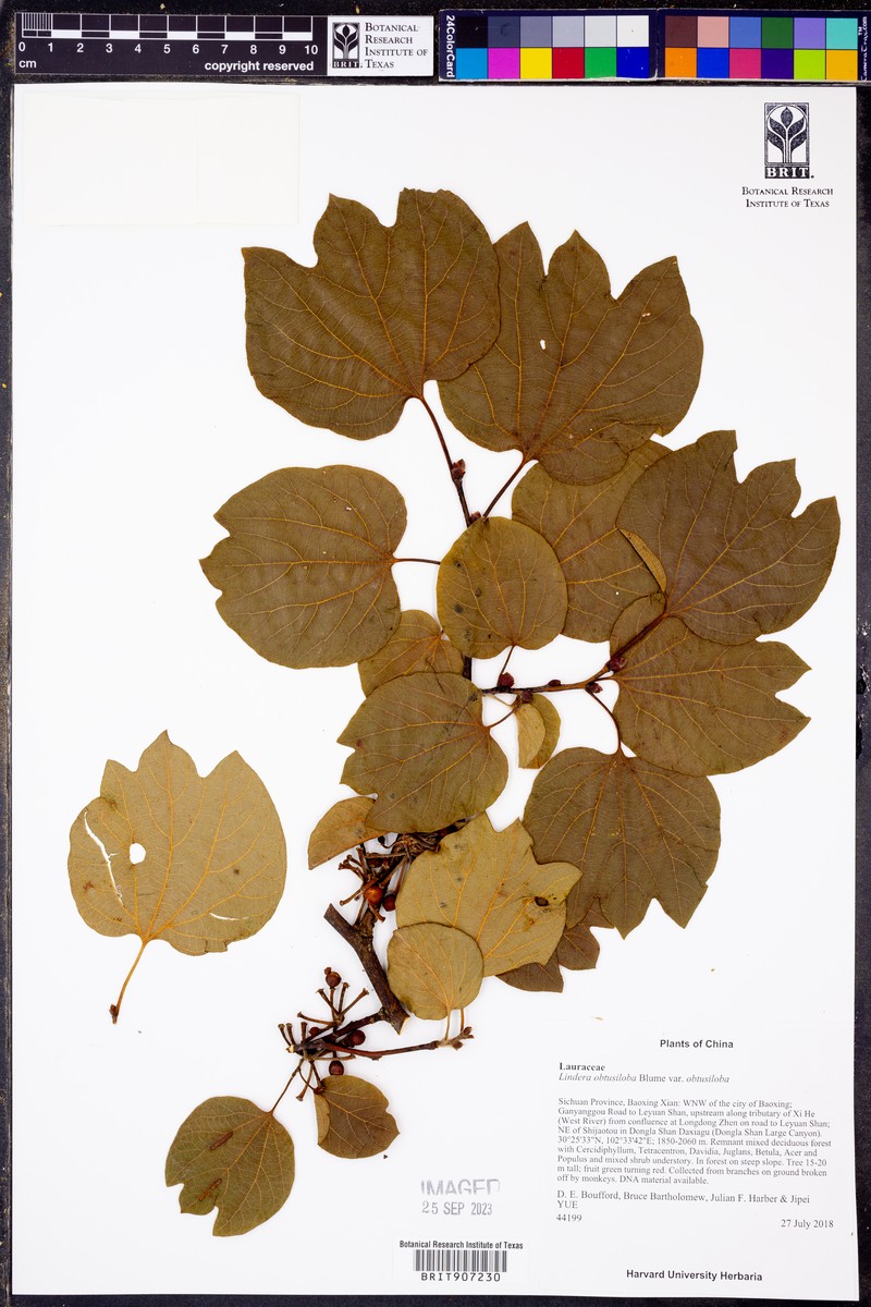 Lindera obtusiloba var. obtusiloba