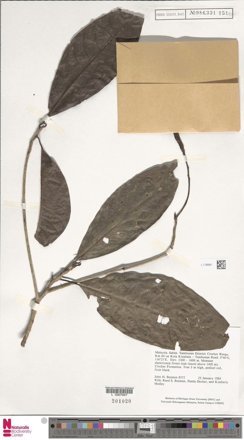 Lindera pedicellata