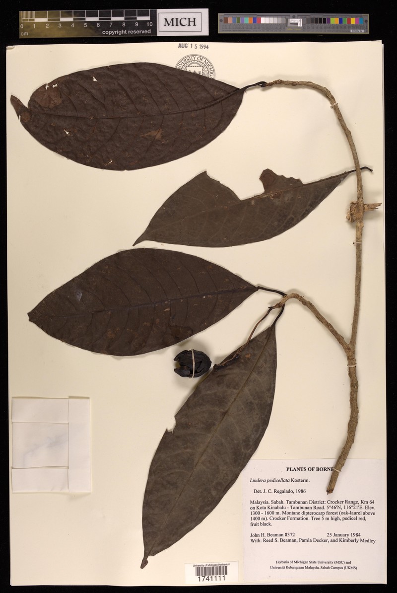 Lindera pedicellata photo 2