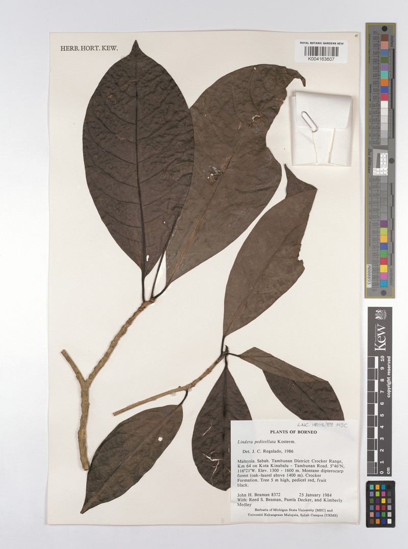 Lindera pedicellata photo 3