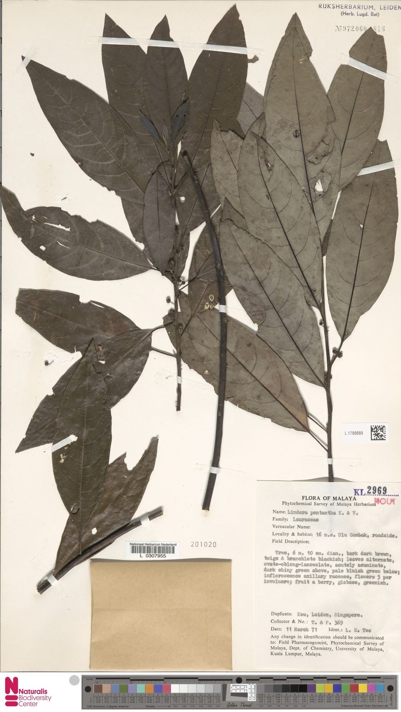 Lindera pentantha
