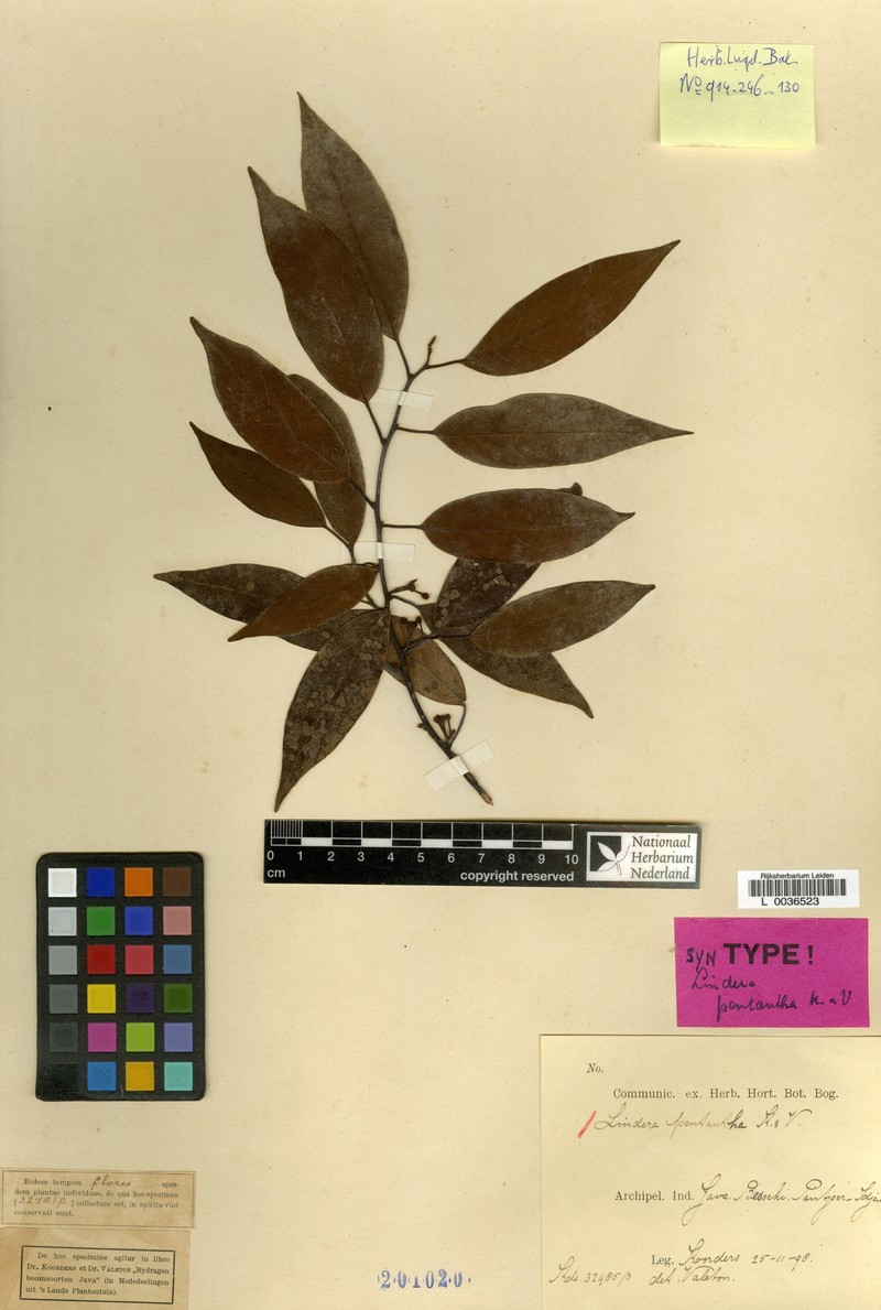 Lindera pentantha photo 2