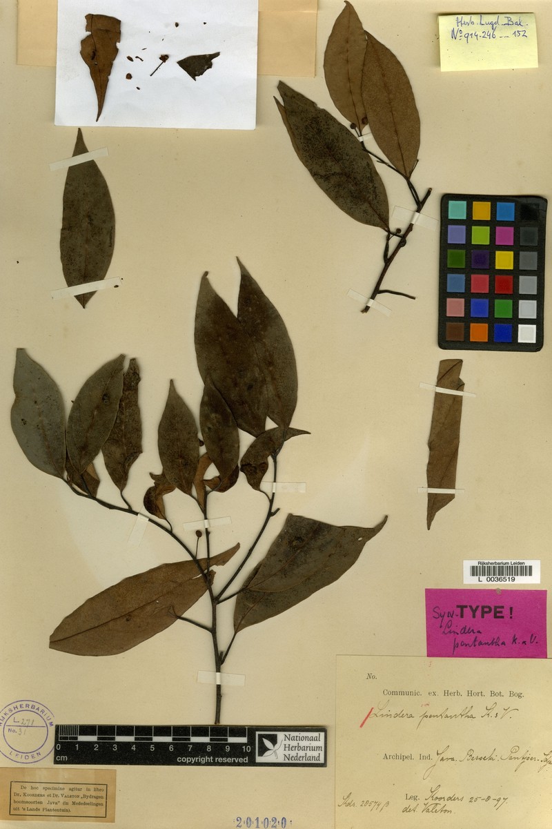 Lindera pentantha photo 3