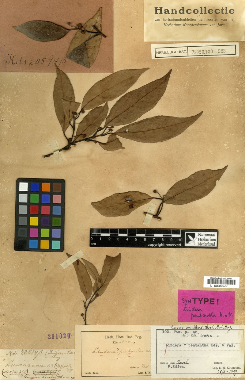Lindera pentantha photo 4