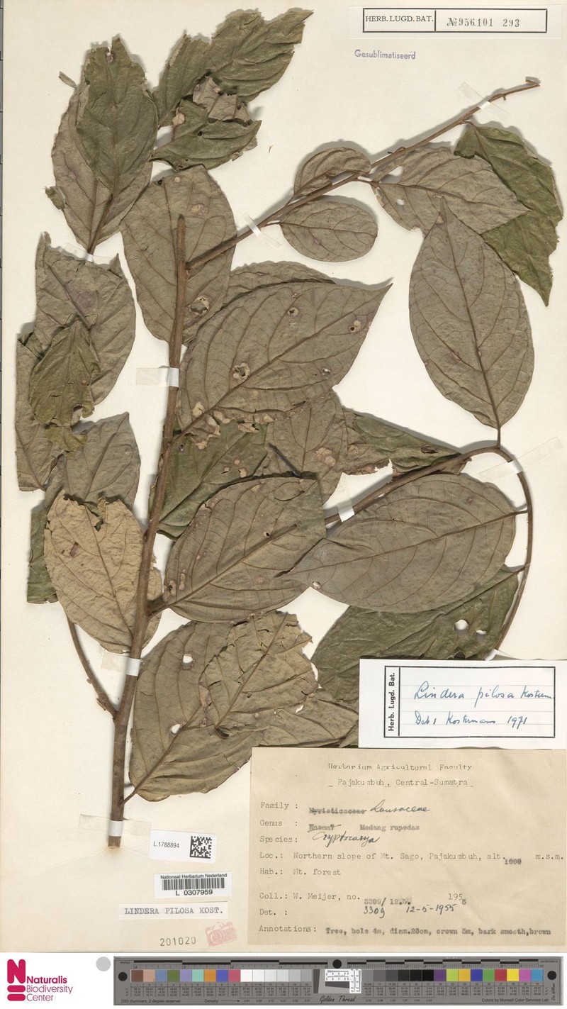 Lindera pilosa