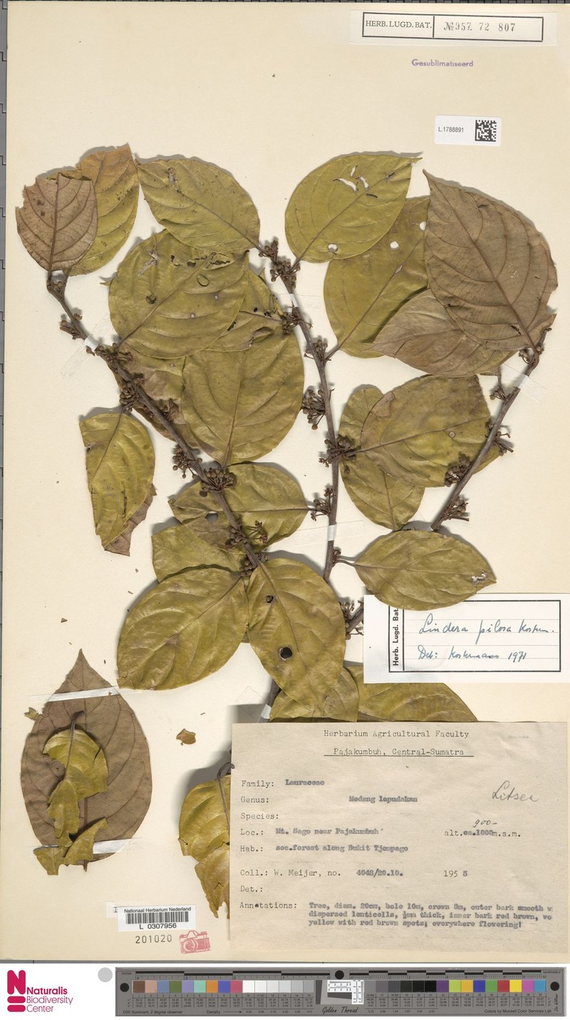Lindera pilosa photo 2