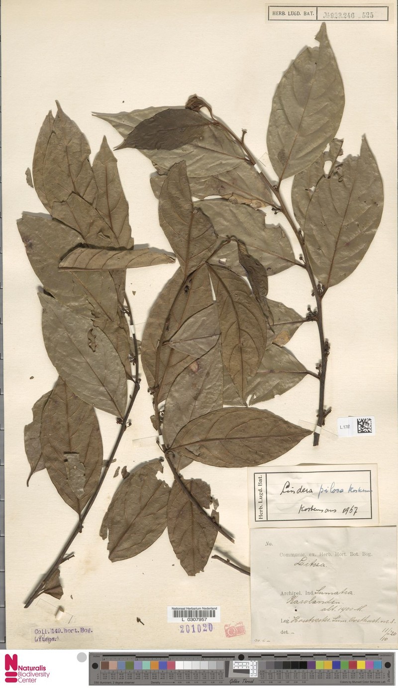 Lindera pilosa photo 3