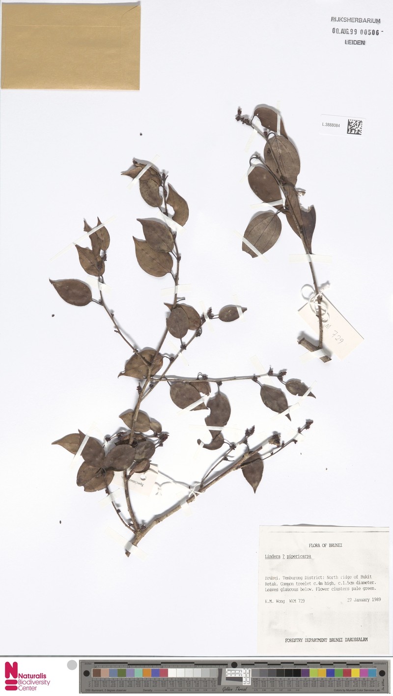 Lindera pipericarpa photo 2