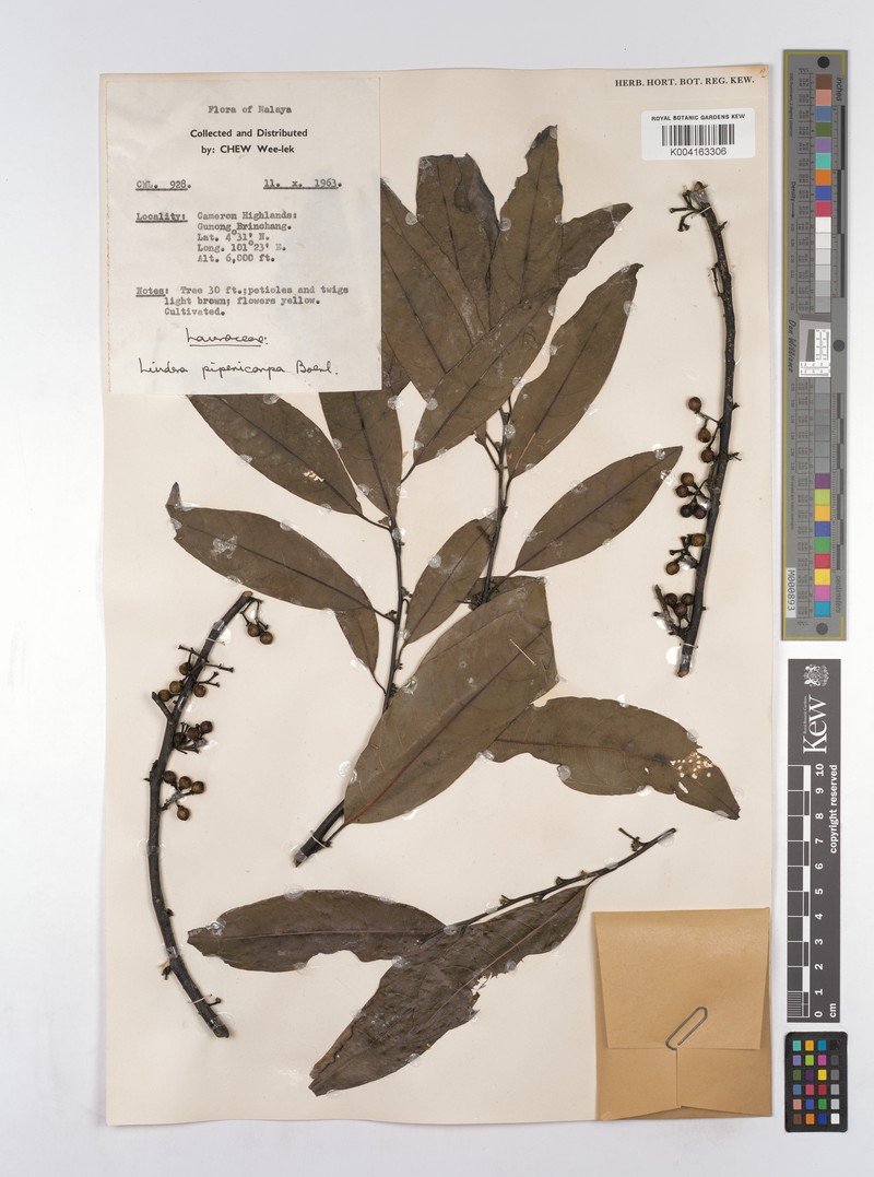 Lindera pipericarpa photo 3