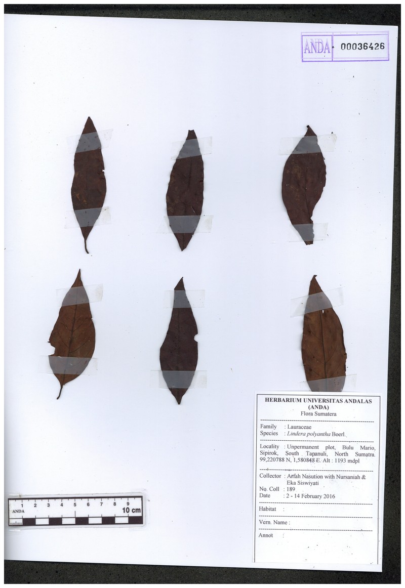 Lindera polyantha