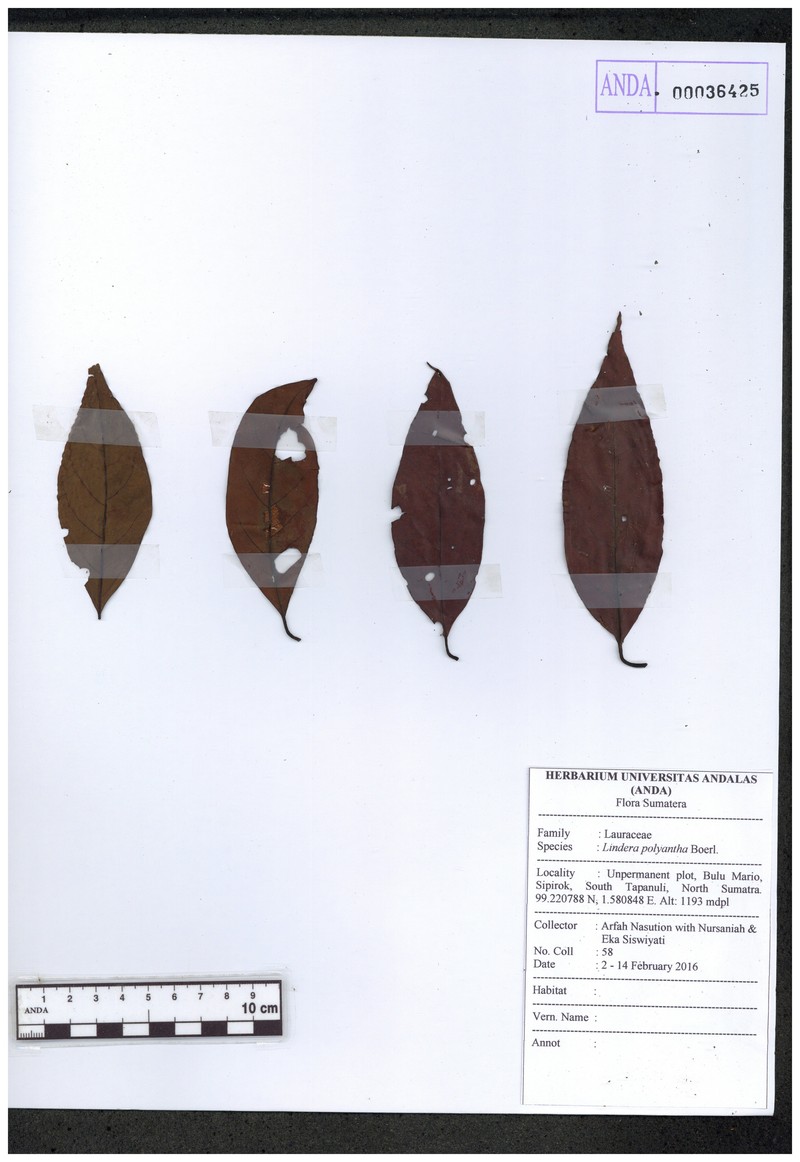 Lindera polyantha photo 2