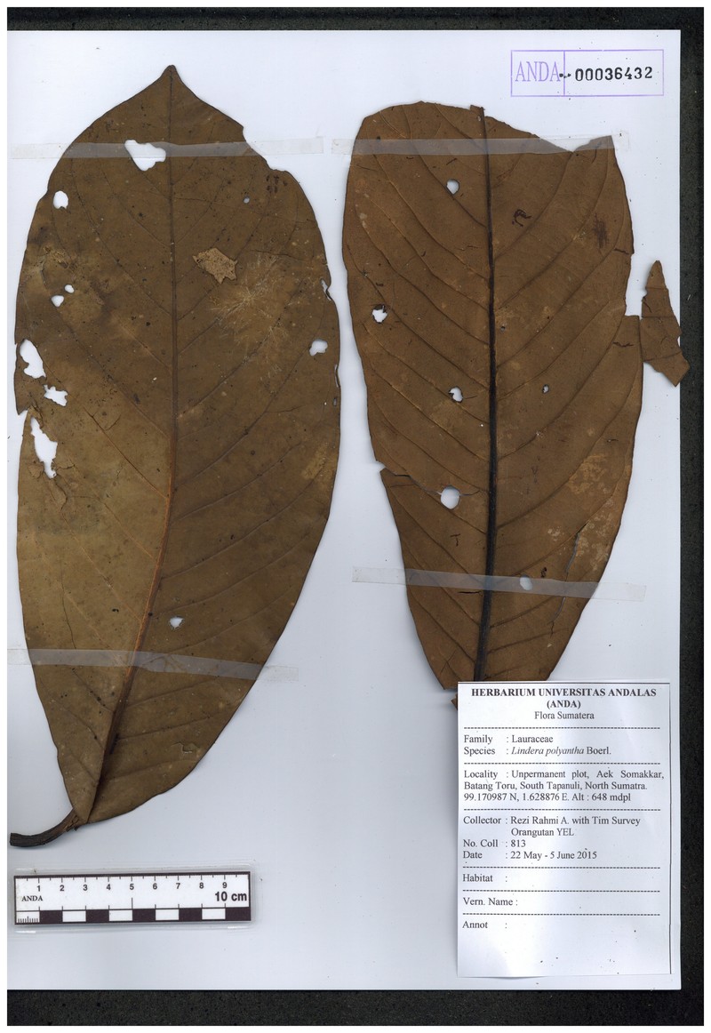 Lindera polyantha photo 3