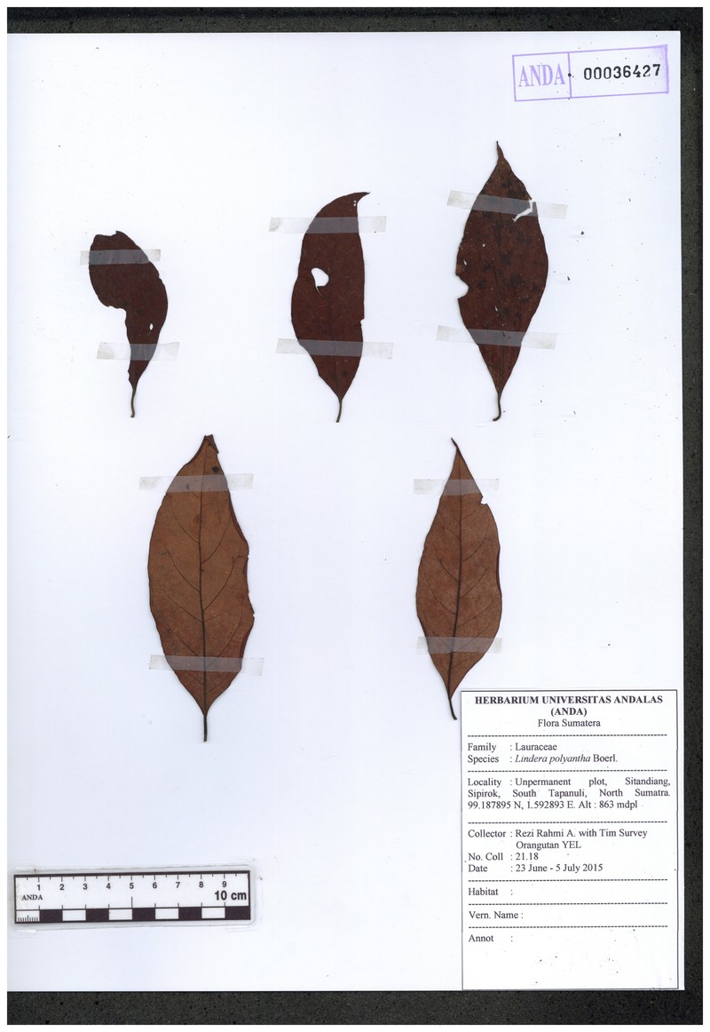 Lindera polyantha photo 4