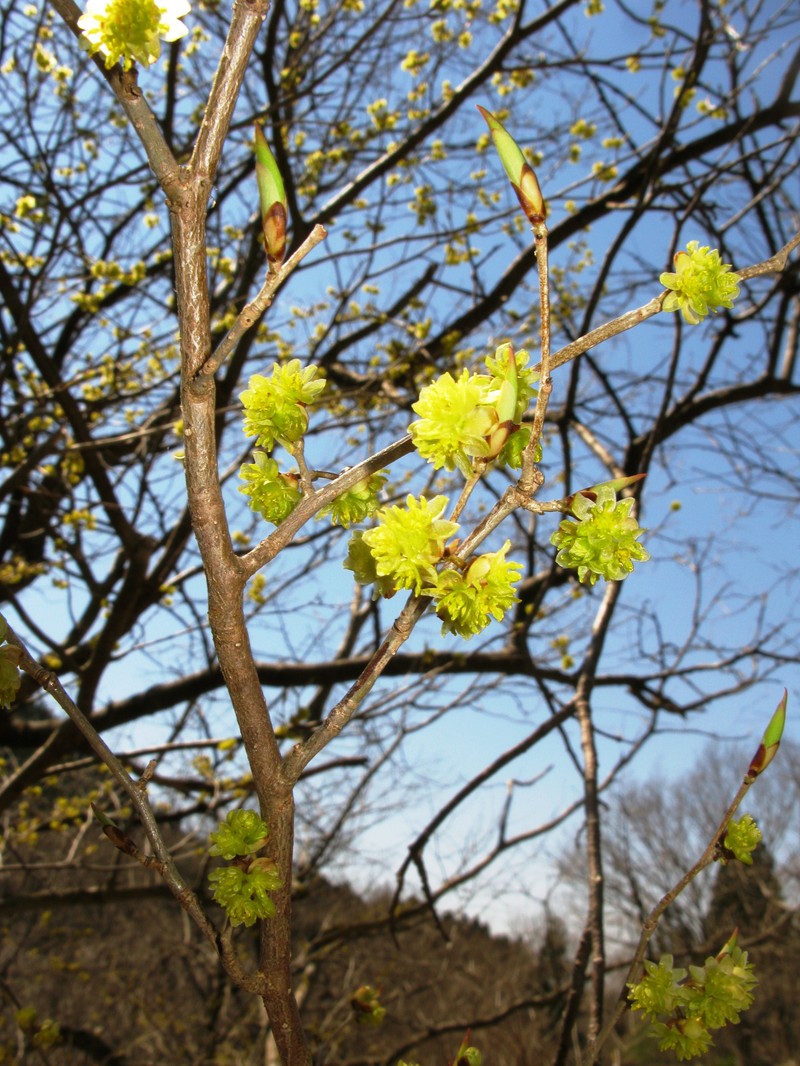 Lindera praecox