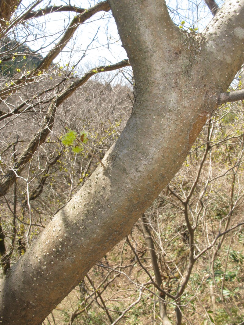Lindera praecox photo 2