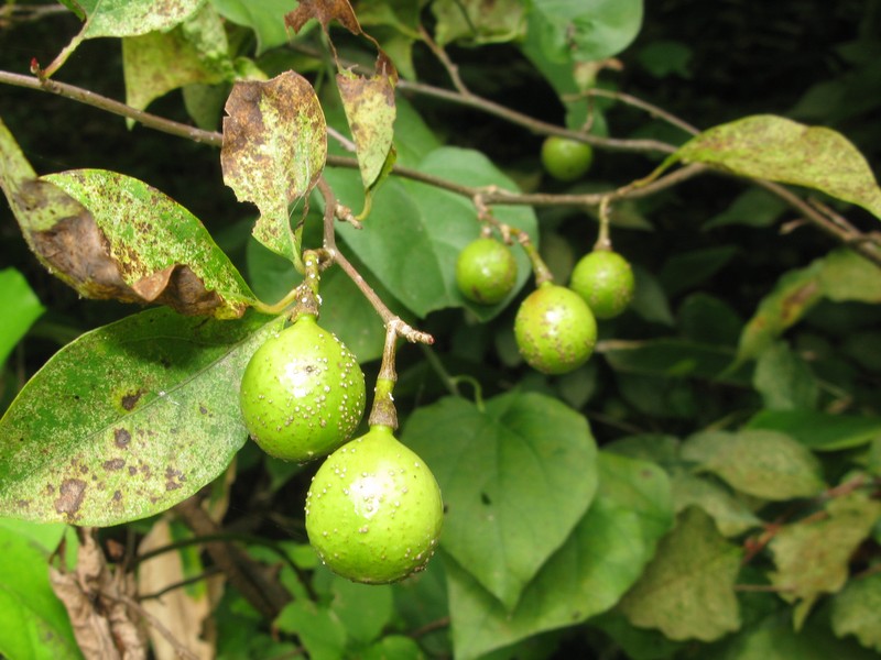 Lindera praecox photo 3