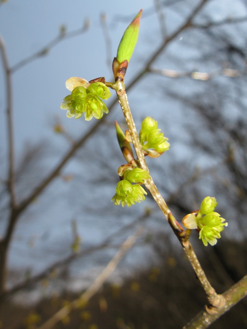 Lindera praecox photo 4