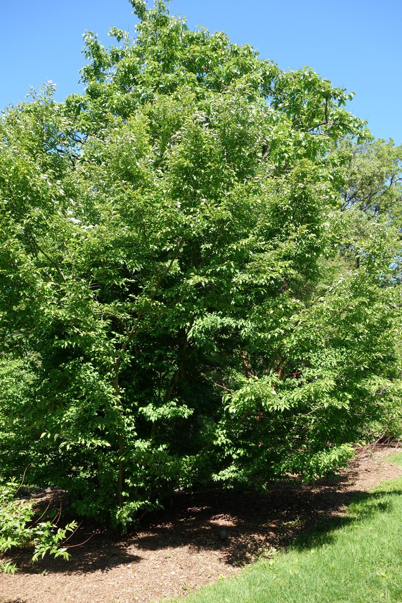 Lindera praecox photo 5