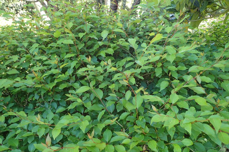 Lindera praecox photo 6