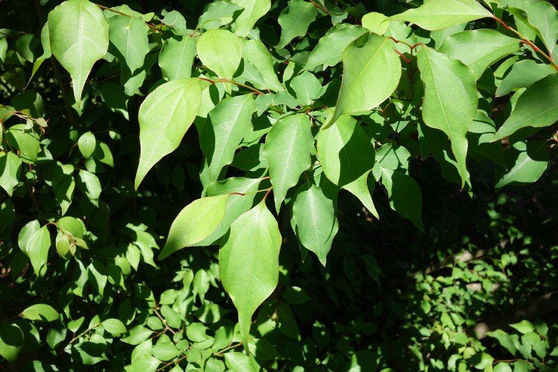 Lindera praecox photo 7